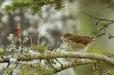 Hermit Thrush, Coldbrook
