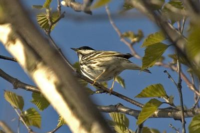 Blackpoll W., Dartmouth