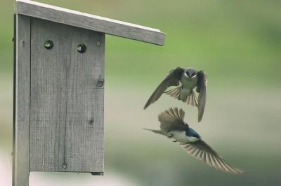 Tree Swallows