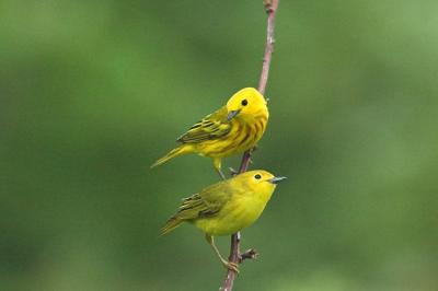 Yellow Warblers 2