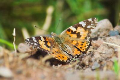 Painted Lady