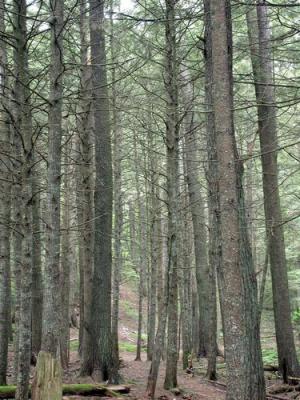 Neary Pines, Greenwich