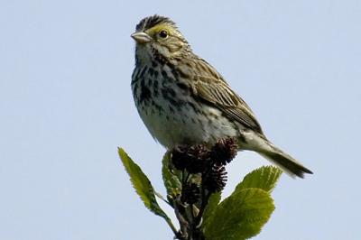 Savannah Sparrow, Brier Island
