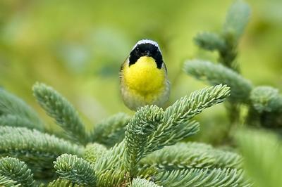 C. Yellowthroat, Brier