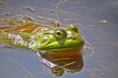Am. Bullfrog, Wallace