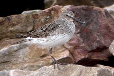 White-rumped Sandpiper, Grand Pre