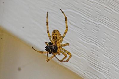 Spider and prey.jpg