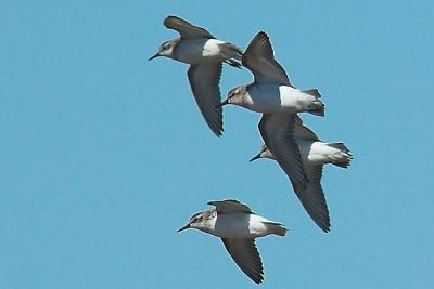 Semi. Sandpipers.jpg