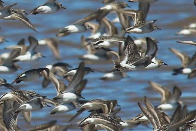 Spot the White-rump.jpg