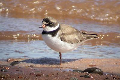 Semi. Plover.jpg