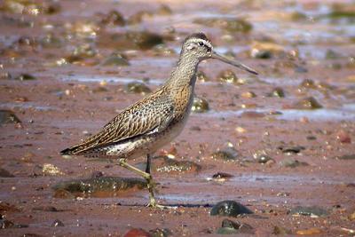 Juv. S-B. Dowitcher.jpg