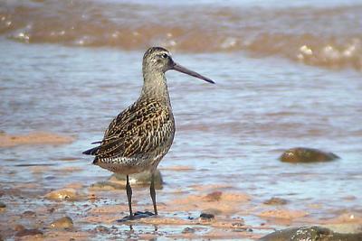 S-B Dowitcher.jpg