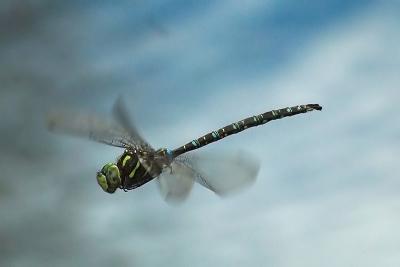Shadow Darner.jpg