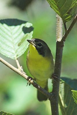 C. Yellowthroat, Hartlen Pt..jpg