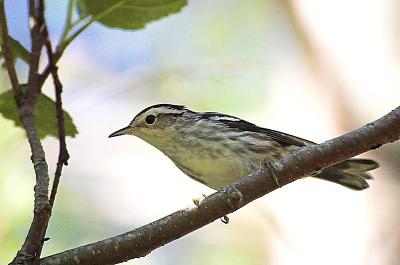 B & W Warbler, Hartlen Pt..jpg