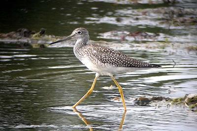 Gr. Yellowlegs, Brier Island.jpg