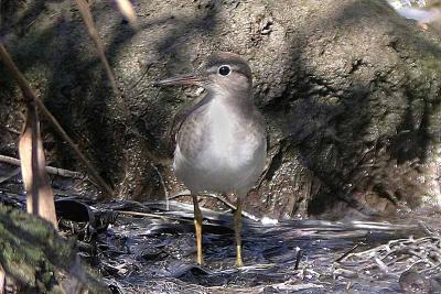 Spotted Sand., Hartlen Pt..jpg