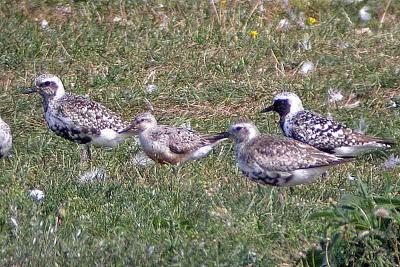 Red Knot & B-B Plovers, Windsor Sewage.jpg