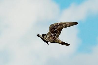 Peregrine, Porters Pt..jpg