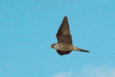 Peregrine, Porters Pt..jpg