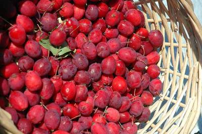 Crab apples.jpg