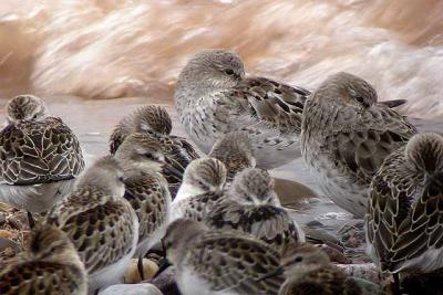 White-rumps and Semis.jpg