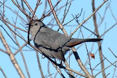 Gray Catbird, Duncan's Cove.jpg