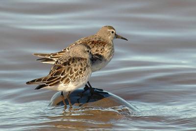 Wh-R. Sandpipers, Grand Pre.jpg