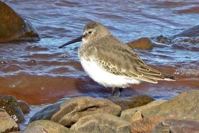 Dunlin, Gr. Pre
