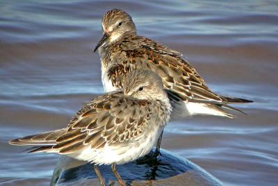 Wh-Rumps digiscoped.jpg