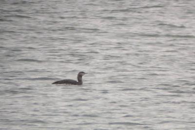R-T. Loon, Lawrencetown Beach.jpg