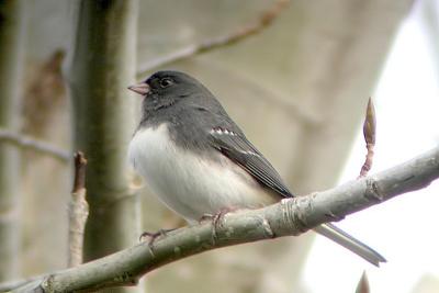 Junco with wing bars, back yard.jpg