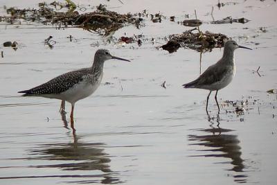 Gr. Yel. and Stilt Sandpiper, Canning.jpg
