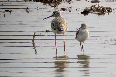 Gr. Y. and Stilt Sand. again.jpg