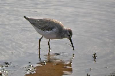 Stilt Sandpiper, Canning.jpg