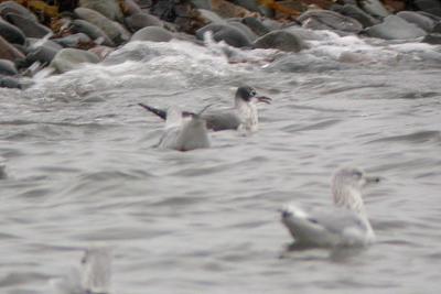 Franklin's Gull, Hartlen Pt..jpg