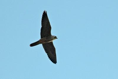 Peregrine over Canning.jpg