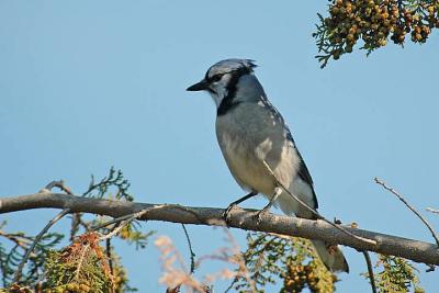 Blue Jay in yard.jpg