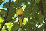 Yellow Warbler, Windsor