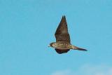 Peregrine, Porters Pt..jpg