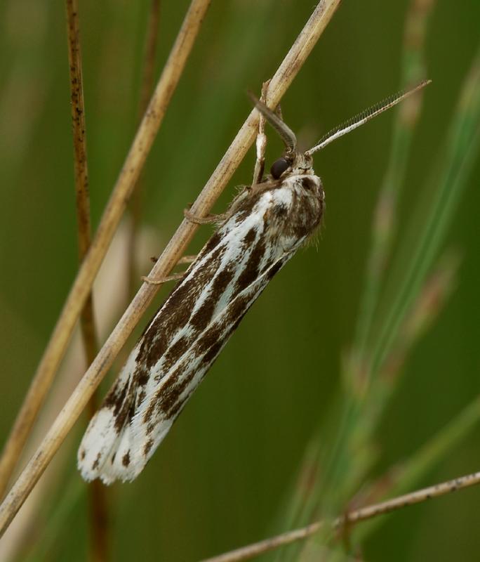 grasbeertje.