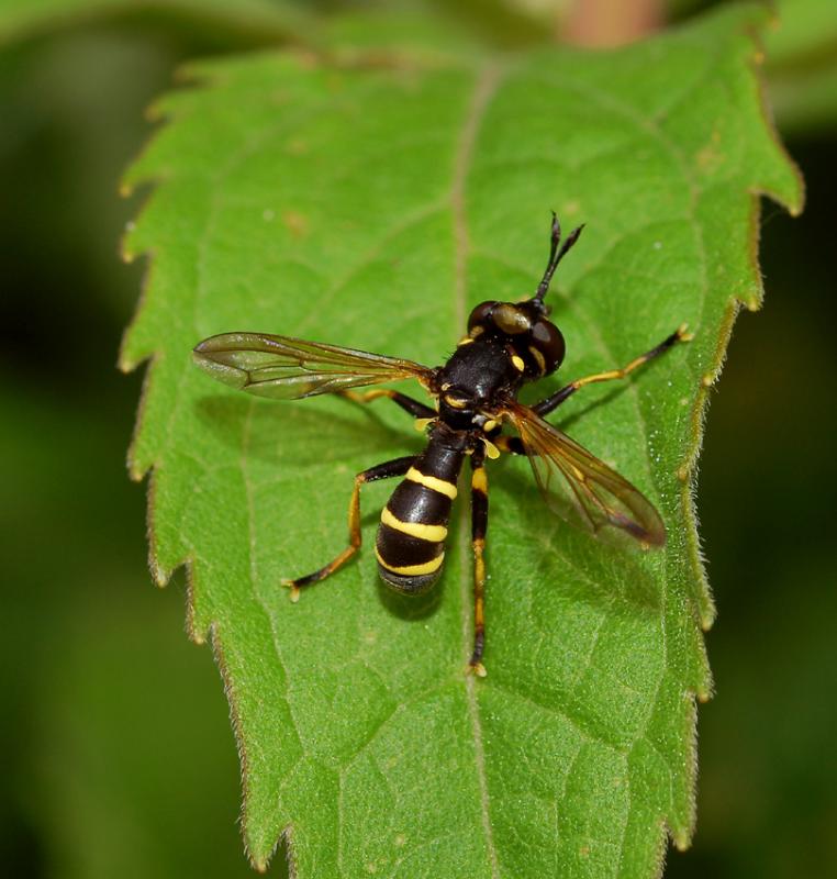 Blaaskopvlieg, Conops flavipes, mimicry (nabootsing) van een wesp