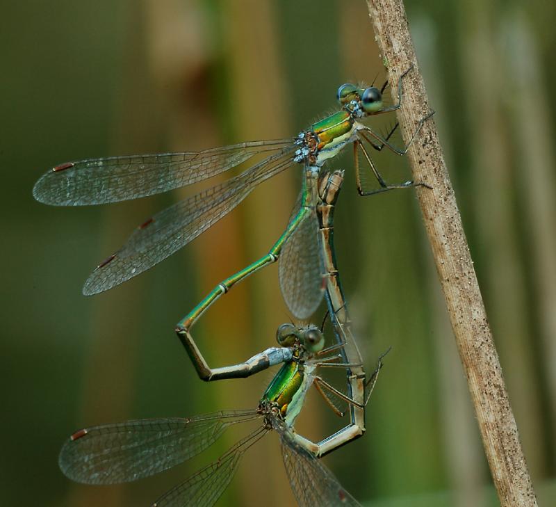 Paringswiel Lestes virens, natuurlijk licht.