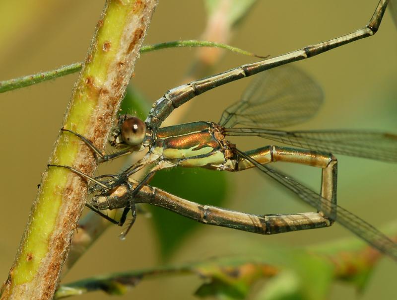 Hout pantserjuffer ovipose (Lestes viridis)