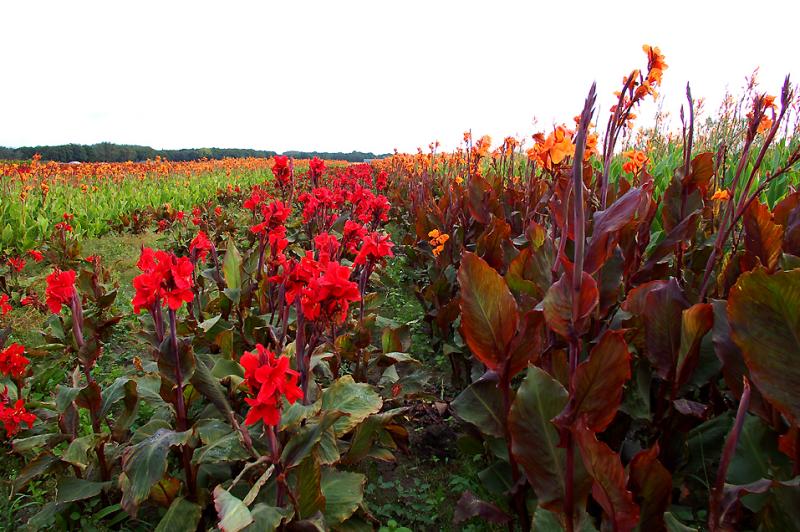 Cannas Zuid-Holland.