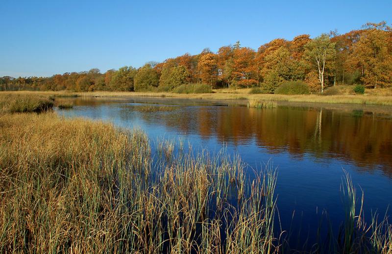 Veluwe herfst.