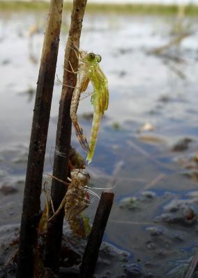 Zojuist uit haar larvehuid gekropen pantserjuffer.  (Lestes barbarus)