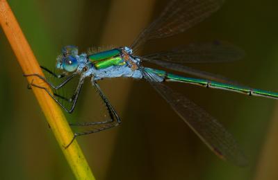 Tangpantser man close (Lestes dryas)