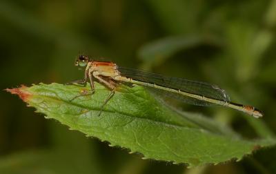 Vrouw  Ischnura elegans vorm infuscans.