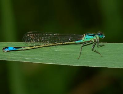 Vrouw Ischnura elegans, vorm typica.